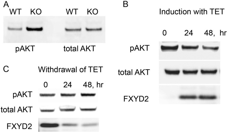 FIGURE 5.