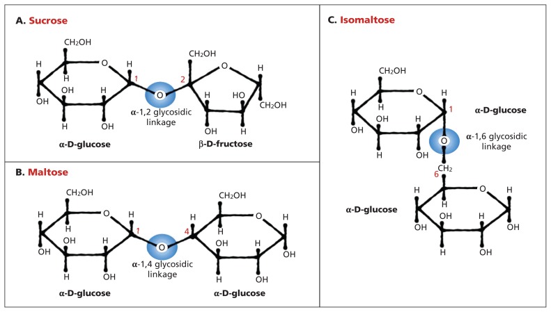 Congenital sucrase–isomaltase deficiency: identification of a common ...