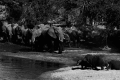 Cognition and decision-making in elephants.