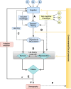 Framework for understanding the fitness consequences of cognition.