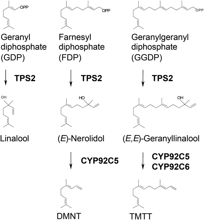 Figure 13.