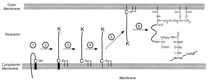 FIG. 12