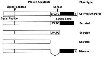 FIG. 8