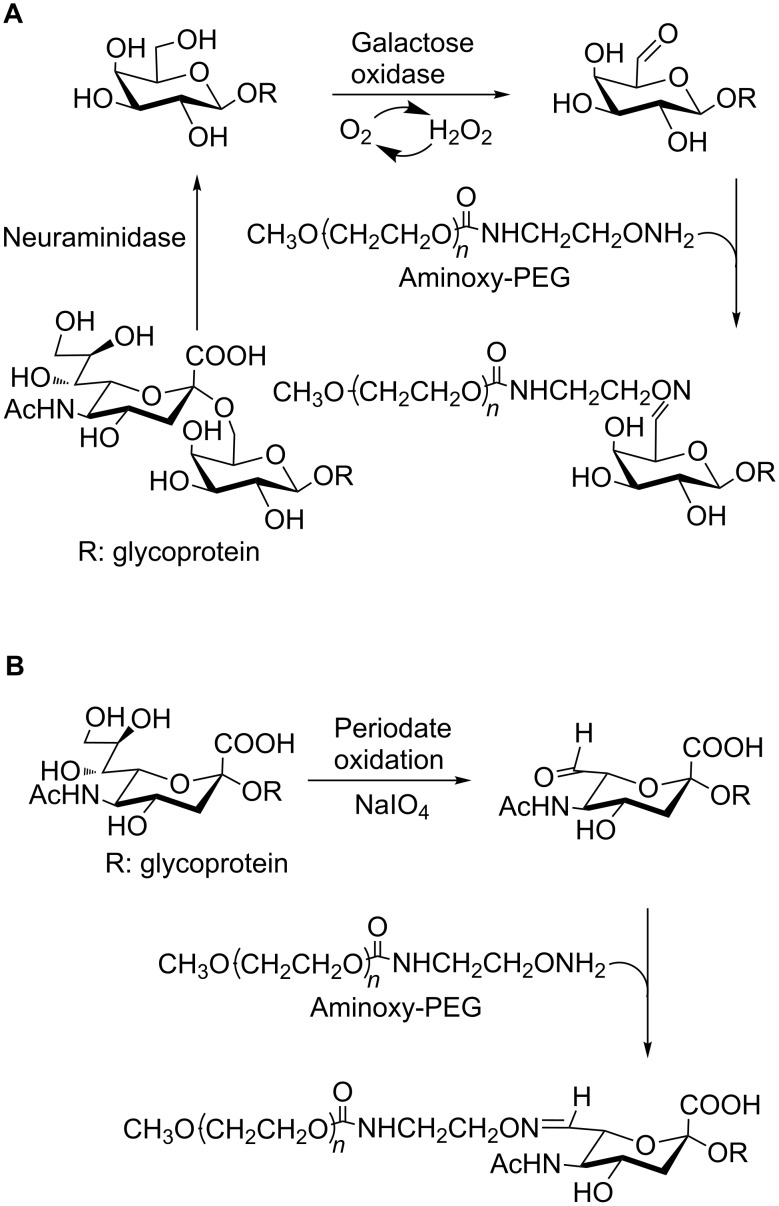 Scheme 4