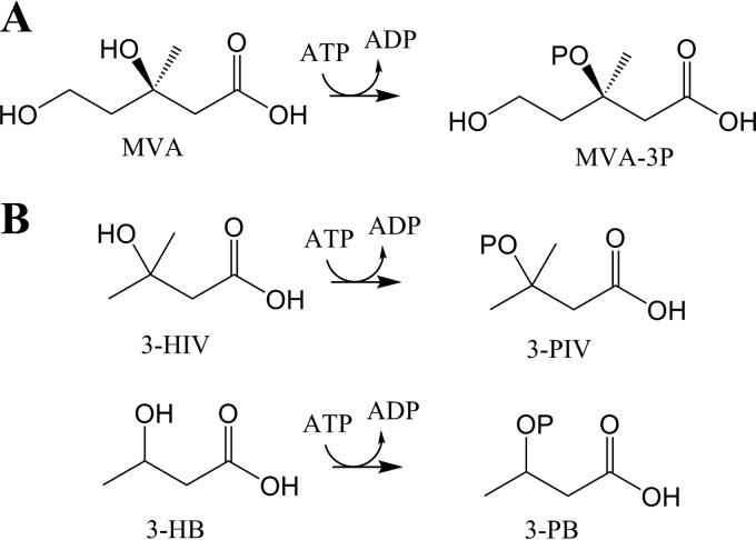 FIG 6