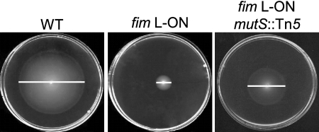 FIG. 1.