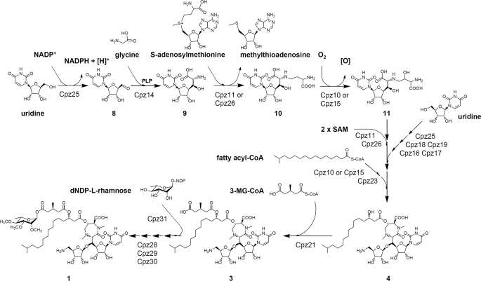 FIGURE 5.