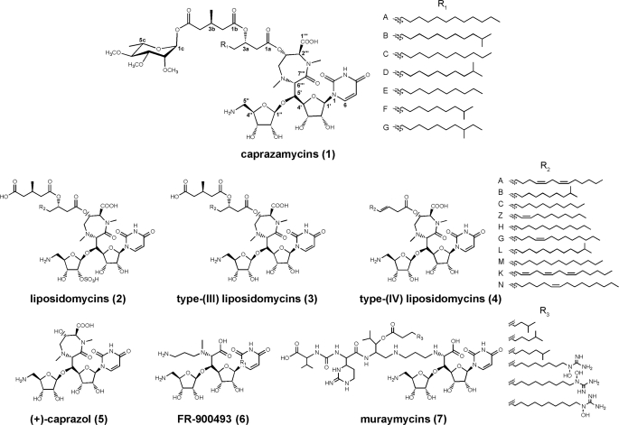 FIGURE 1.