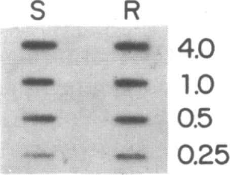 graphic file with name pnas00255-0019-e.jpg