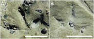 Fig 14