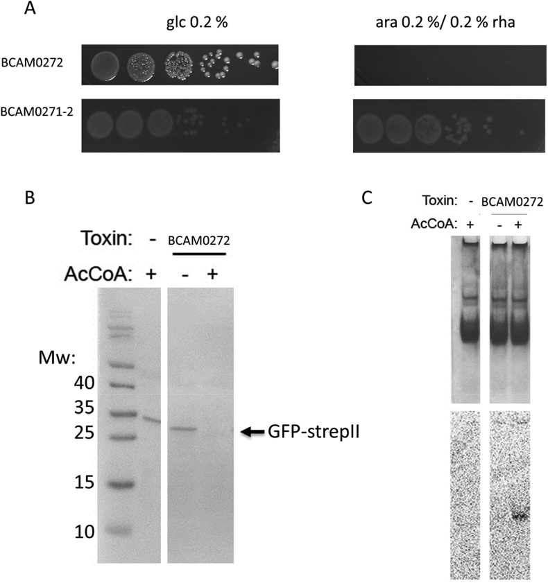 Fig. 6