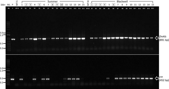 FIGURE 3