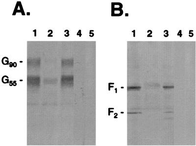 FIG. 1