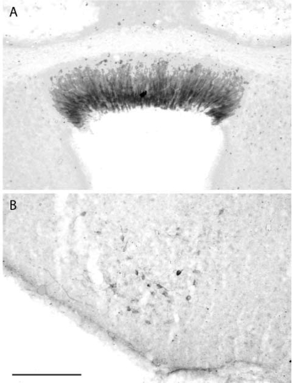 Fig. 12.