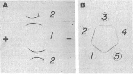 graphic file with name pnas00012-0460-a.jpg