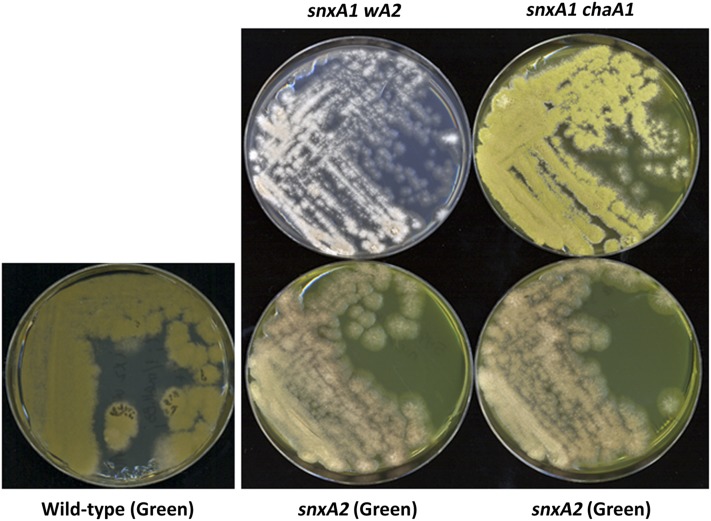 Figure 5