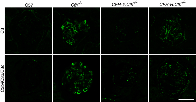 Figure 7