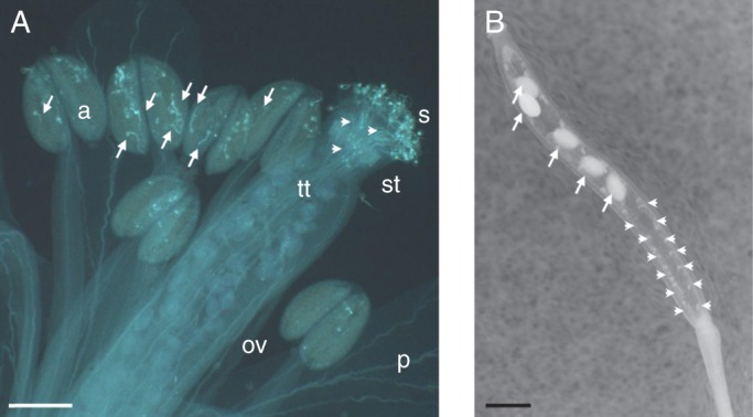 Fig. 8.