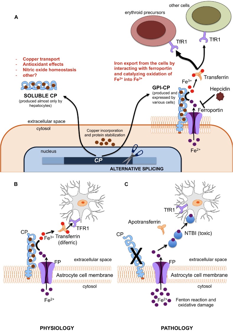 FIGURE 1