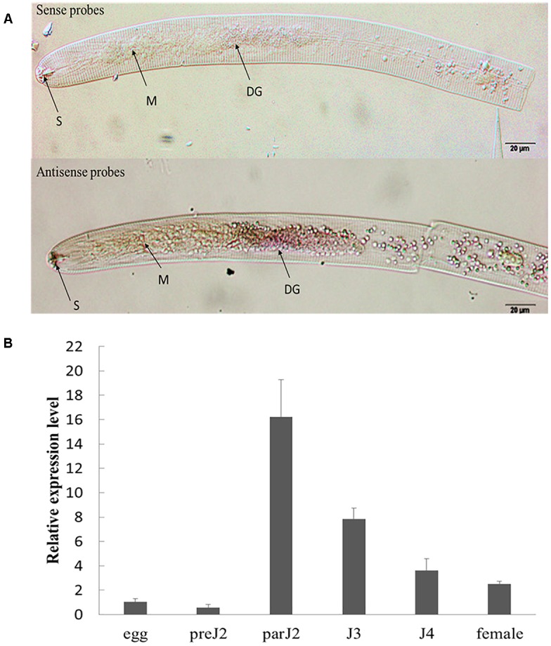 FIGURE 2