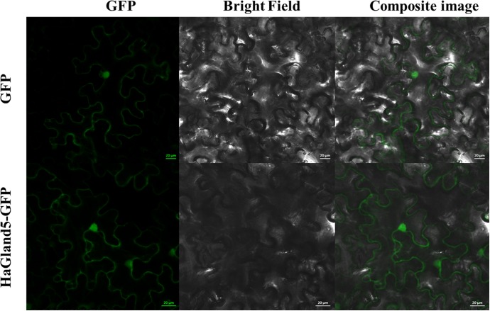 FIGURE 3