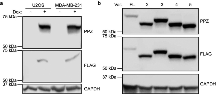 Figure 1: