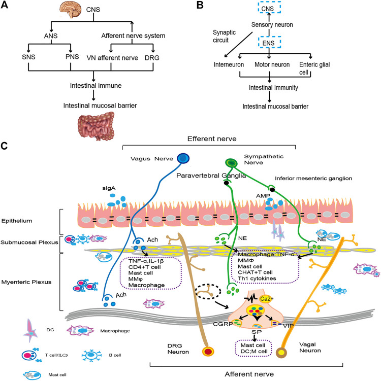 FIGURE 1