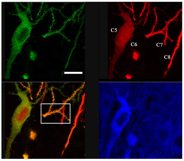 Figure 4