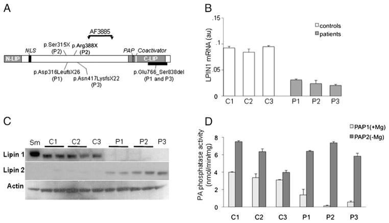 Fig. 1