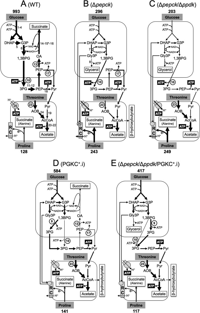 FIGURE 1.