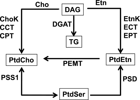 FIGURE 1.