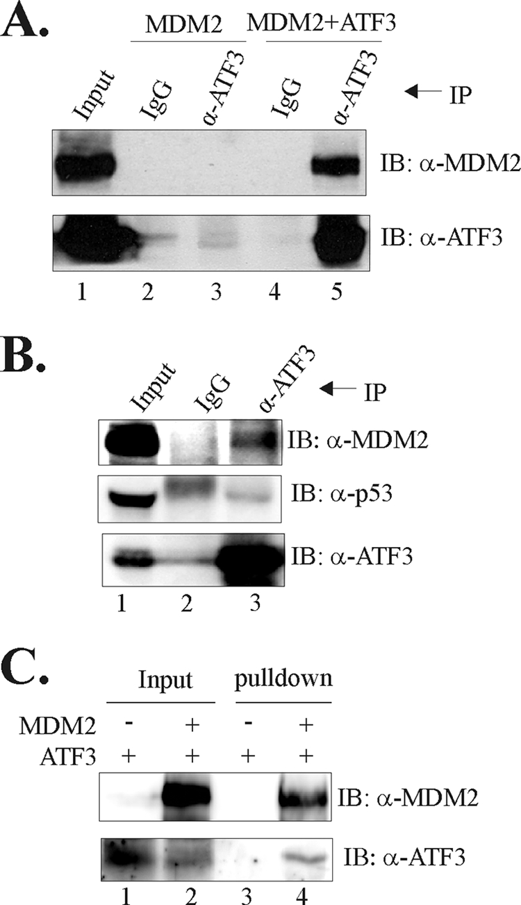 FIGURE 4.