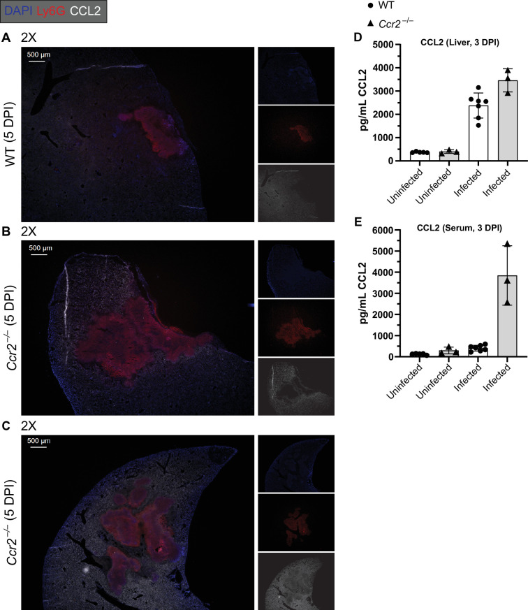 Figure 7—figure supplement 4.