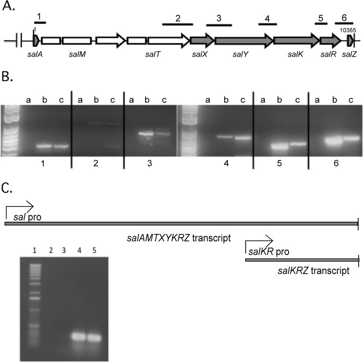 FIG 1