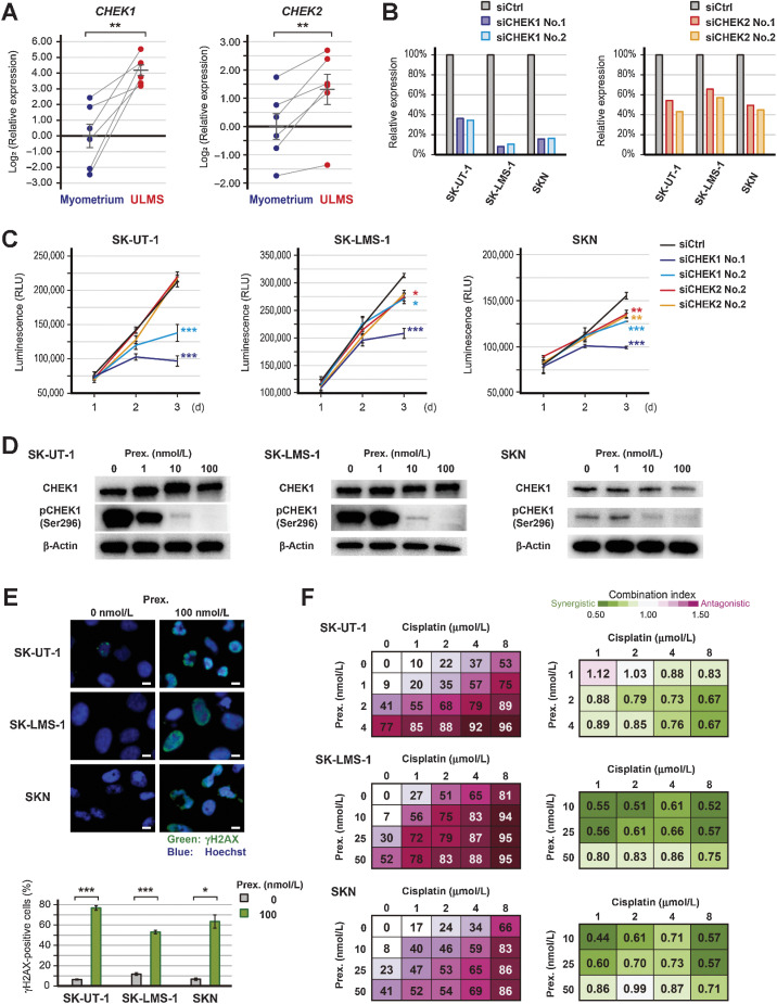 Figure 4. Effects of CHEK1 silencing and prexasertib. A, The relative expression of CHEK1 and CHEK2 in paired ULMS and myometrium. ACTB was used as a reference gene to normalize expression, and the relative expression was compared using the paired t test. B, Validation of CHEK1 or CHEK2 suppression following transfection with 3 nmol/L of siRNA for CHEK1 (siCHEK1) or CHEK2 (siCHEK2). C, The proliferation of siCHEK1 transfected cells. Cell viability was measured at 24, 48, and 72 hours, and luminescence was compared using the Dunnett's test. Experiments were performed in triplicate and repeated three times. D, The expression of CHEK1 and pCHEK1(Ser296) protein in prexasertib-treated cells. Cells were treated with each concentration of prexasertib for 16 hours. E, Immunofluorescent of γH2AX in prexasertib-treated cells. Cells were treated with 0 or 100 nmol/L prexasertib for 24 hours. The experiments were performed in three independent replicates and the percentage of γH2AX-positive cells was compared using the Welch's t test. The green and blue colors indicate γH2AX and Hoechst, respectively, and the scale bars, 10 µm. F, The combination effect of prexasertib and cisplatin. Cells were treated with each drug concentration for 72 hours, and the percentage of growth inhibition is shown relative to untreated controls. Experiments were performed in triplicate and repeated three times. Drug synergy was analyzed using CompuSyn software. Error bars represent standard errors of the mean, *, P < 0.05; **, P < 0.01; and ***, P < 0.001.