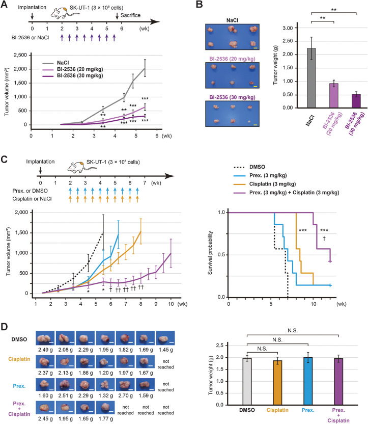 Figure 5. In vivo efficacy of BI-2536 or prexasertib. A, Estimated tumor volume of SK-UT-1 tumor-bearing mice treated with either BI-2536 monotherapy or saline (n = 6 per group). High-dose (30 mg/kg), low-dose (20 mg/kg) BI-2536, or saline was intraperitoneally administered twice a week for four weeks. B, The representative images of tumors and the mean tumor volume of SK-UT-1 tumor-bearing mice treated with either BI-2536 or saline. The mice were sacrificed when the tumors of the control mice reached a volume of 2,000 mm3. C, Estimated tumor volume and the Kaplan–Meier plot of SK-UT-1 tumor-bearing mice treated with the prexasertib and cisplatin combination therapy (n = 7 per group). Prexasertib monotherapy (3 mg/kg), cisplatin monotherapy (3 mg/kg), the prexasertib (3 mg/kg), and cisplatin (3 mg/kg) combination therapy, or vehicle (DMSO) was intraperitoneally administered twice a week for four weeks. The mice were sacrificed when the tumors reached a volume of 2,000 mm3. The tumor volume and weight were compared using Welch's t test, and survival was compared by a log-rank test. D, The representative images of tumors and the mean tumor volume of SK-UT-1 tumor-bearing mice treated with the prexasertib and cisplatin combination therapy. The tumor weight was compared using the Dunnett's test; scale bars, 1 cm. Error bars represent the standard errors of the mean. *, P < 0.05; **, P < 0.01; and ***, P < 0.001 (compared with control mice). †, P < 0.05 and ††, P < 0.01 (compared with cisplatin-treated mice); N.S., not significant.