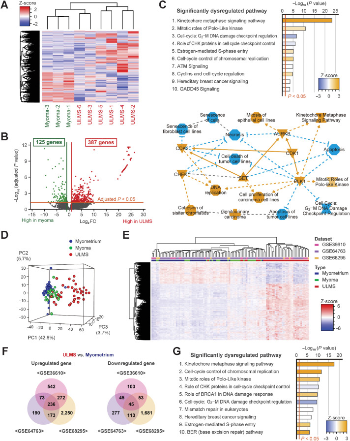 Figure 1. Transcriptome analysis of ULMS using the GEO datasets and our cohort. A, The hierarchical clustering and heatmap showing 3,070 DEGs between ULMS and myoma. The DEGs were defined as an absolute log2 fold change exceeding 1. B, The volcano plot showing significant DEGs between ULMS and myoma. The adjusted P values for each gene were calculated by the Wald test in DESeq2. C, The top 10 significantly dysregulated pathways and the graphical summary based on IPA for the significant DEGs. The orange and blue nodes represent the activated and inhibited genes or pathways, respectively. The orange arrows and blue inhibitory arrows indicate activation and suppression, respectively. D, The principal component analysis. E, The hierarchical clustering and heatmap for GSE36610, GSE64763, and GSE68295 datasets. Each data were converted to z-scores and merged. A total of 1,683 DEGs were used for analyses. F, The Venn diagrams showing the significantly upregulated and downregulated genes between ULMS and myometrium in each dataset. G, The top 10 significantly dysregulated pathways for the three datasets. IPA was performed using the 282 significant DEGs in common.