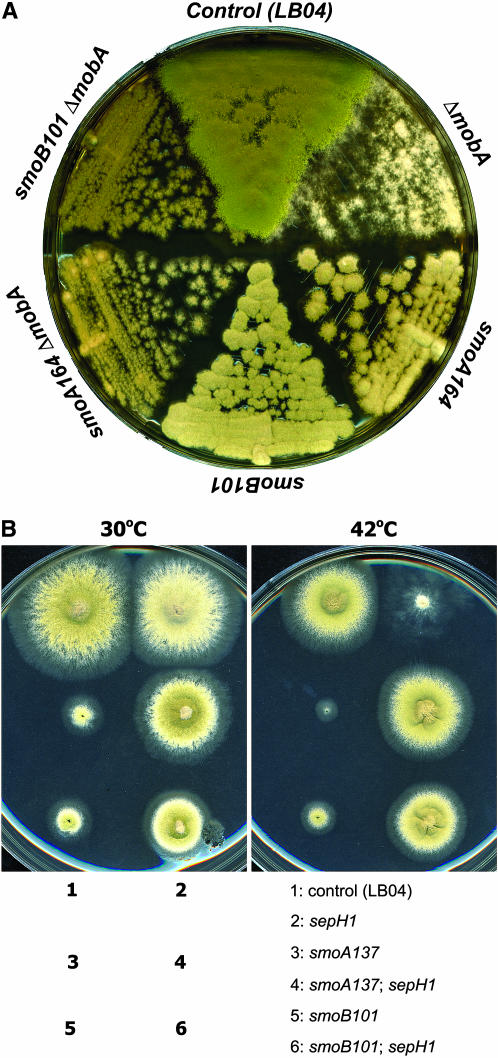 Figure 6.