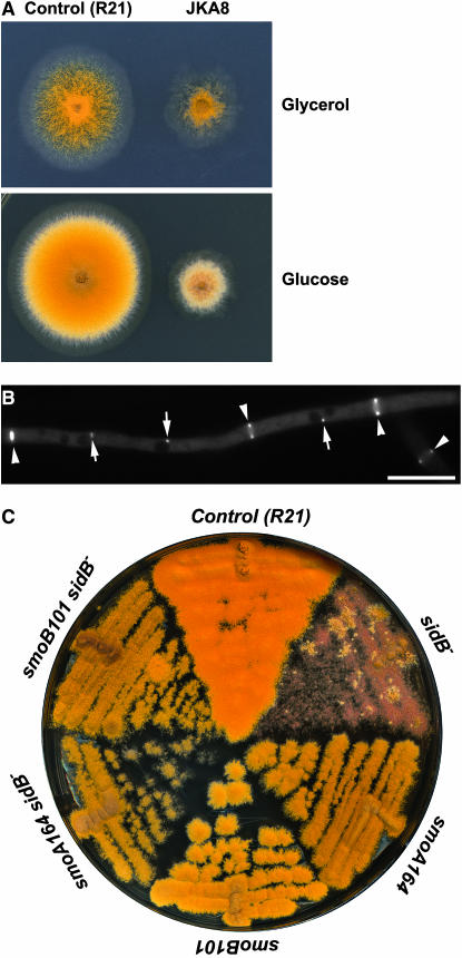 Figure 7.