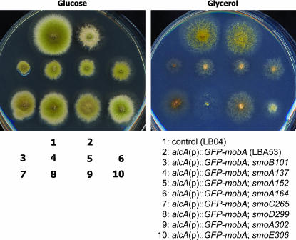 Figure 4.