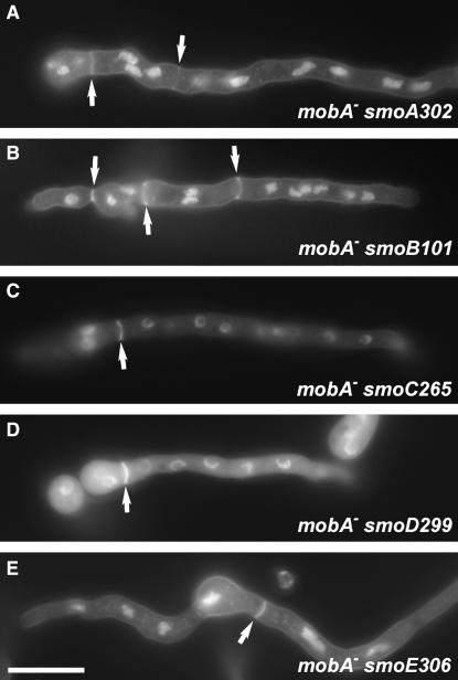 Figure 5.