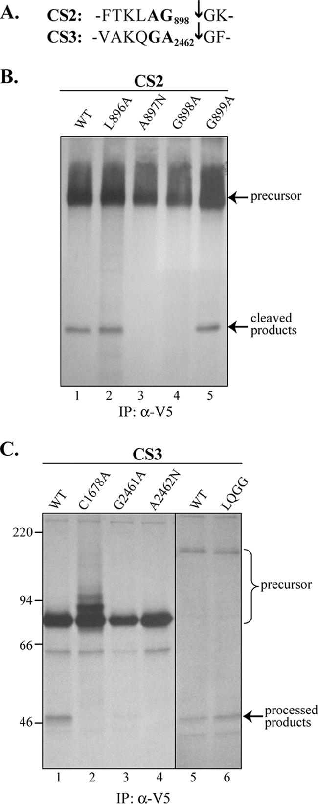 FIG. 5.