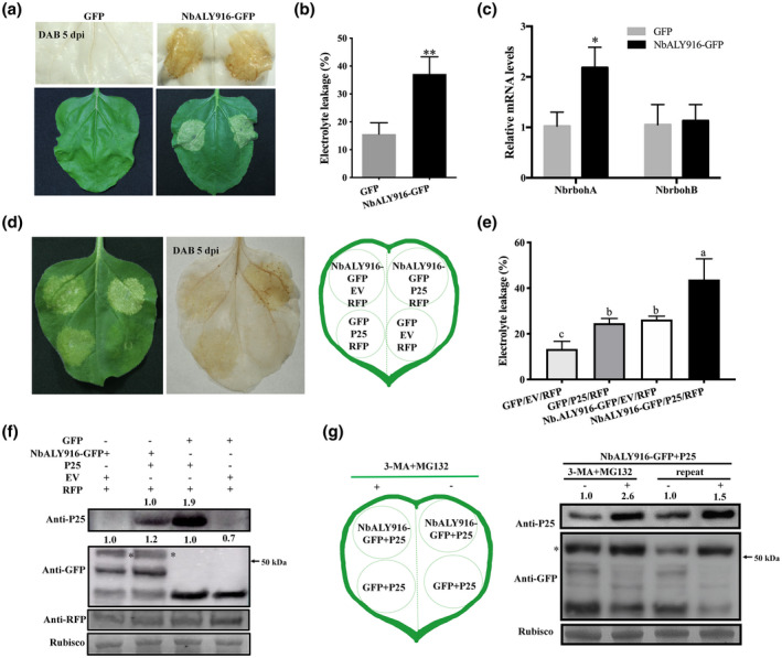 FIGURE 3