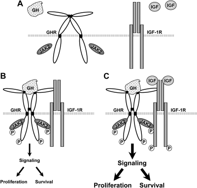 Fig. 10.