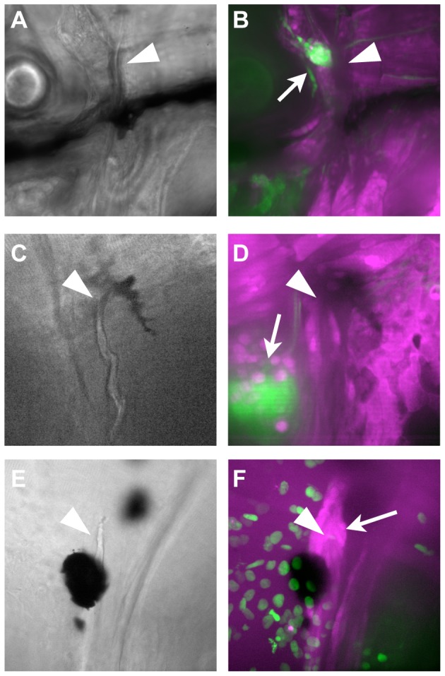 Figure 7