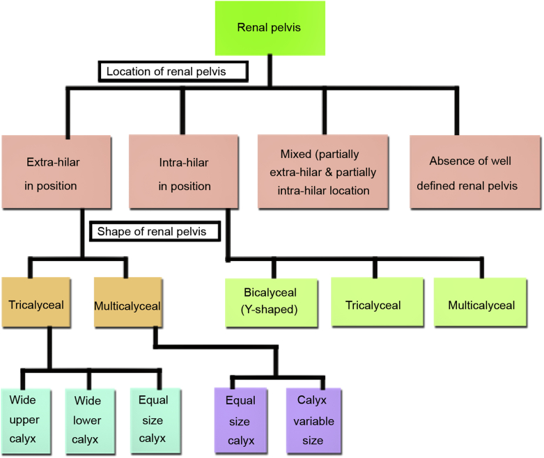 Revisiting the morphology of pelvicalyceal system in human cadaveric ...