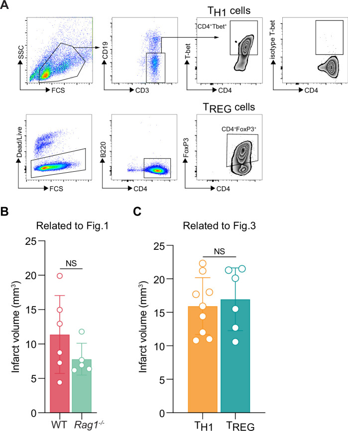 Figure 3—figure supplement 1.