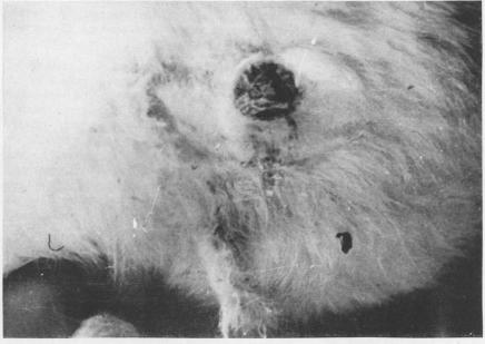 graphic file with name brjindmed00245-0015-a.jpg