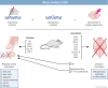 Graphical Abstract