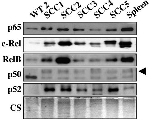 FIG. 9.